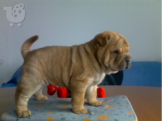 Kαλή τιμή!!!.Πουλάω όμορφα κουτάβια ράτσα SHAR-PEI - Σαρ Πέι- 350 euro...